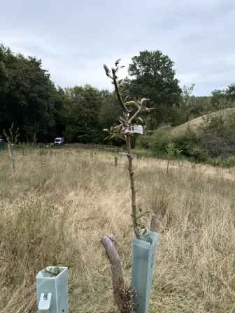 Foto treephoto-cchru265h6eklqzkbyzcseoh.jpeg