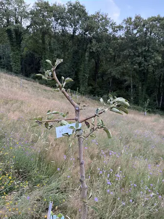 Foto treephoto-jq1j2jdzwzaiaakaba0unqcj.jpeg