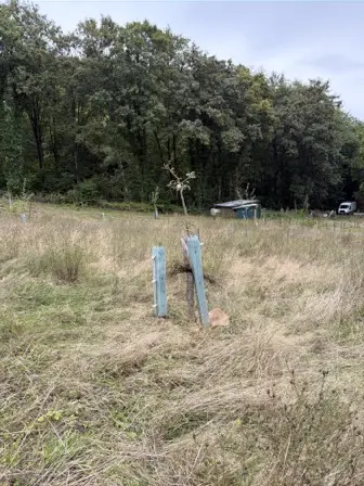 Foto treephoto-kvmdxqky1udhynnokwj778p0.jpeg