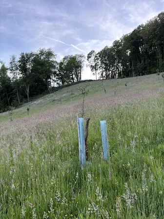 Foto treephoto-ypup3geqsrxq9zr5ecsviirn.jpeg