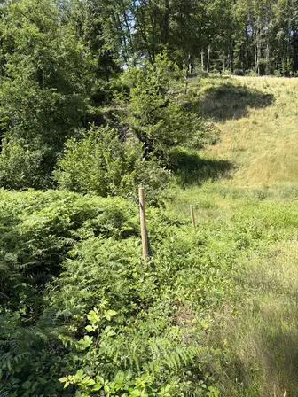 Foto treephoto-ajuhns1i2zcho3u6r4xn6196.jpeg