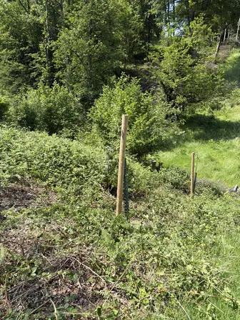 Foto treephoto-fvp3w8j5h5nlf9zpfxfvtdwt.jpeg
