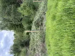 Foto treephoto-k07pqmu9yyyklbdw5m828cj5.jpeg