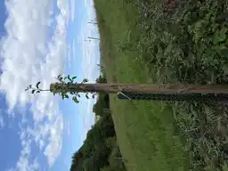 Foto treephoto-nchqa9pq7hzaks4e9pota2x8.jpeg