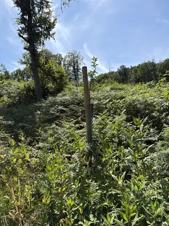 Foto treephoto-pk253wb6t69vgfzsbxau32l6.jpeg