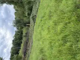 Foto treephoto-z3kk0w0s295n35f51i36xvvq.jpeg