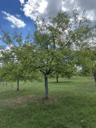 Foto treephoto-kd29catlfhpuetua0v25vf97.jpeg