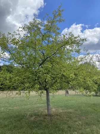 Foto treephoto-l9stggfyy6mygu847p8mbg27.jpeg