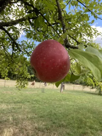 Foto treephoto-n0djl82y71ki02c66cowr1lh.jpeg