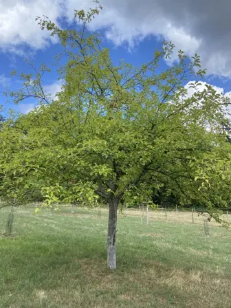 Foto treephoto-teibo4sin6yr21g25w3j2qaz.jpeg