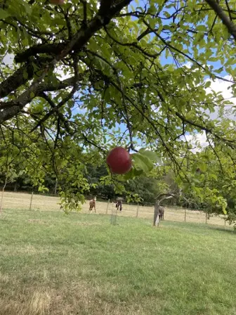 Foto treephoto-xsg8wmq22jbcverru3aqyzdu.jpeg