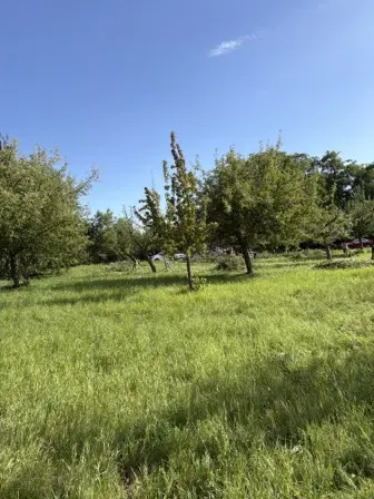 Foto treephoto-bfguiqrqz4dy0fg73p3y1xwp.jpeg