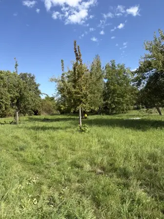 Foto treephoto-d0h4hjhhq2ag6ivhrqyz5pu8.jpeg
