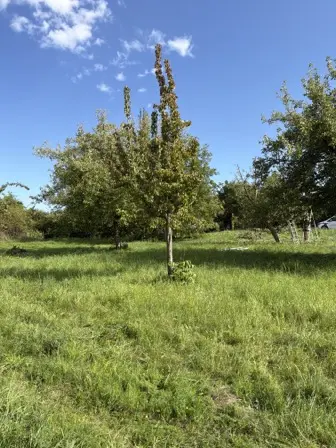 Foto treephoto-dt13pwgcnh8z4r4kwbeu4bwj.jpeg