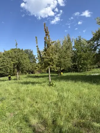 Foto treephoto-f3ae71qkkz2ra8x16bd7dxw0.jpeg