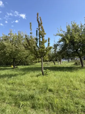 Foto treephoto-nhe3x9z0ugbgz2gzehql5y7p.jpeg