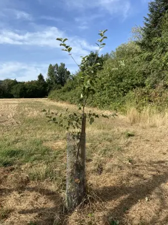 Foto treephoto-d34r94cq119o7cjr893fyxth.jpeg