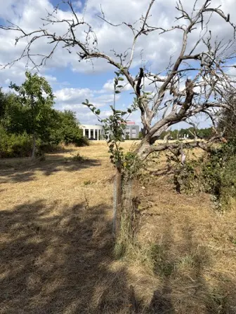 Foto treephoto-jxxodm5vpk09gheylrhsr6cq.jpeg