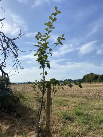 Foto treephoto-mztnhaftl4n32fqm14rd8pid.jpeg