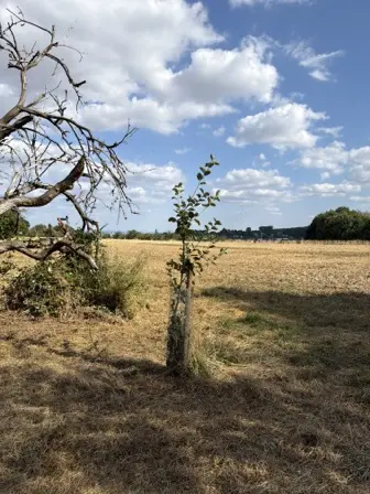 Foto treephoto-nsn25wk66b5qvzfc4qhrk0no.jpeg