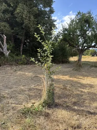 Foto treephoto-ualsr8us7dvya4ykbwhn2fs7.jpeg