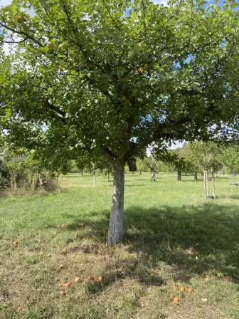 Foto treephoto-obo2pfqhegvxmqg92skkf0s7.jpeg