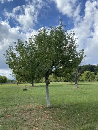 Foto treephoto-a508taxjstf4057uw9cgw9bk.jpeg