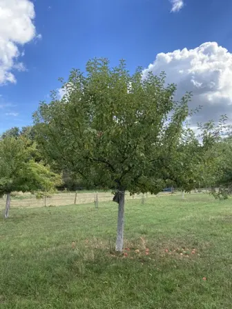 Foto treephoto-m2pukrz35rlzb9dhb96w9j6h.jpeg