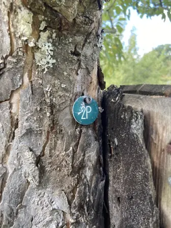 Foto treephoto-vkm16d9d69bu097ctfd98d3p.jpeg