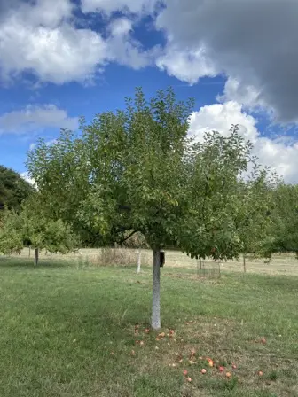 Foto treephoto-xg2p2hk96g1pvzeun8u7capn.jpeg