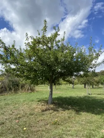 Foto treephoto-bb1ln4fg3j7acjo83pzljrf3.jpeg