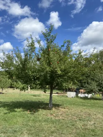 Foto treephoto-ujk0osvdvwclxd0pna5fwfi6.jpeg