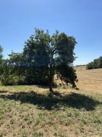 Foto treephoto-ahzahm4pio4w1gynz8zf665b.jpeg