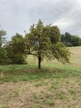 Foto treephoto-de6ntfo3f5f202mongynpf0w.jpeg