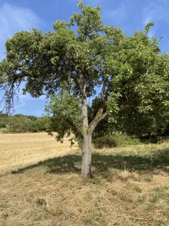 Foto treephoto-epw8oyxdkn9hzn7qb4u72vul.jpeg