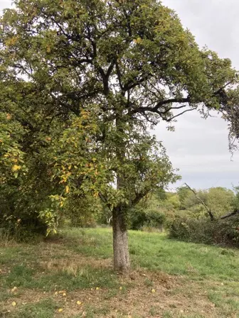 Foto treephoto-fak3ib4k224z0xs7uxkyn0z3.jpeg