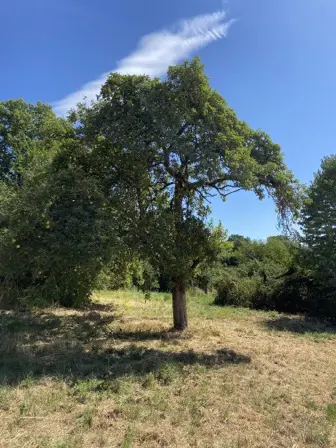 Foto treephoto-jhl63oag93s2e2eynzt936cm.jpeg