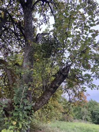Foto treephoto-lb227f8g351vcwf6a3zegcs0.jpeg