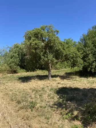 Foto treephoto-mtdey9f78365m10wb7v249or.jpeg