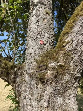 Foto treephoto-q1kgk6dripuo988a5x5l9dvj.jpeg