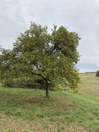 Foto treephoto-y3avu46iyqu2k0y8vrairiw1.jpeg