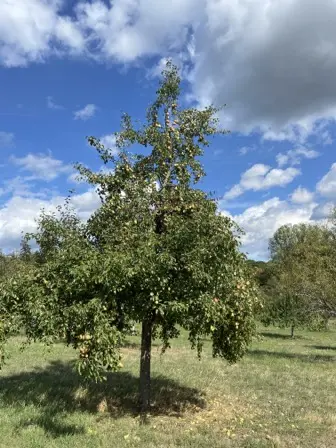 Foto treephoto-beuhkw9s1t2lof2eklq9kkpo.jpeg