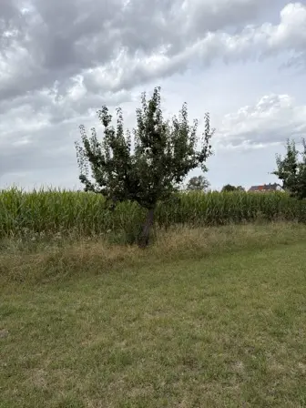 Foto treephoto-e4417fergfnd5buqtcq6k0kw.jpeg