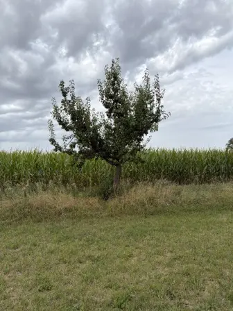 Foto treephoto-myabab5l6lerqhutsqbypvlt.jpeg
