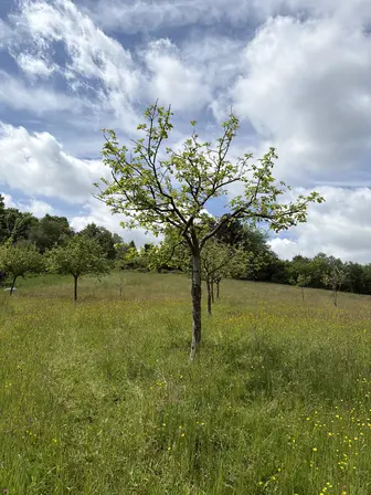 Foto treephoto-hy9lpeht5f9xew2pixl8m7c0.jpeg