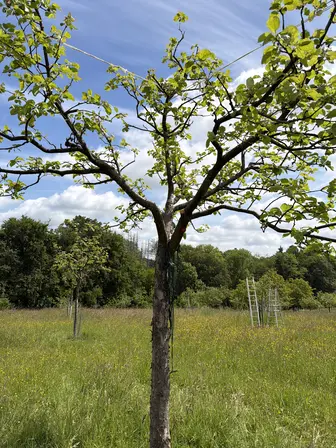Foto treephoto-m2omujaw8fk9q3o6c6t6bacg.jpeg