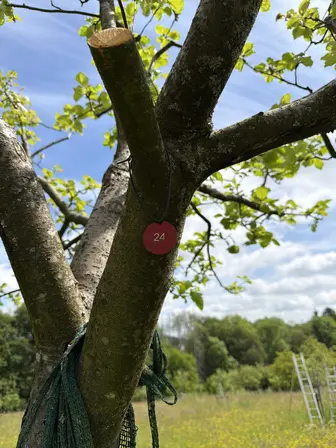 Foto treephoto-q1rwyhtsp0zlgtrf7z12misj.jpeg