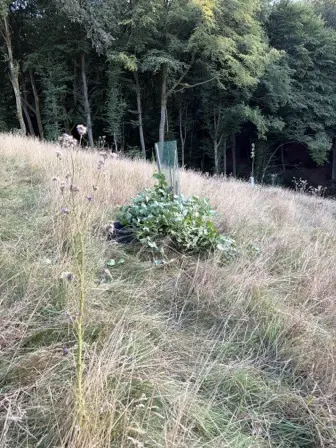 Foto treephoto-tljbbozg7g2b4fjlk6e52s57.jpeg