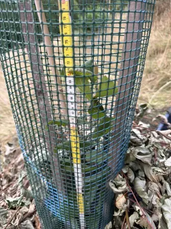 Foto treephoto-vmdg5uxxx0l7ywt3xh46ya87.jpeg