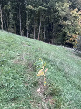 Foto upload-znrxhodycuj97ft0iivhfkw7.jpeg